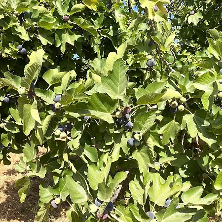 Quinta Oriana Bella פדרנה